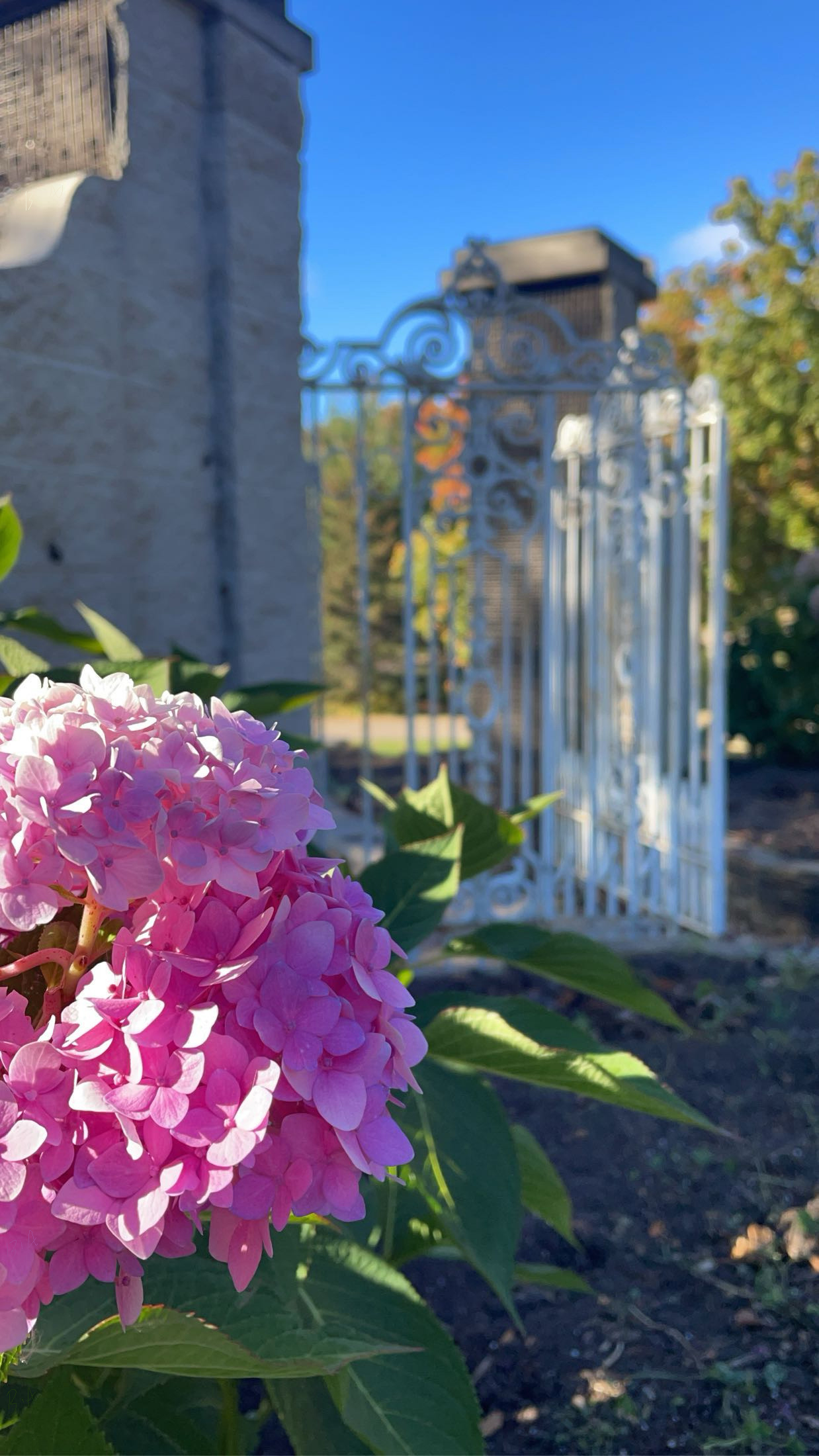 Secret Garden Hydrangeas