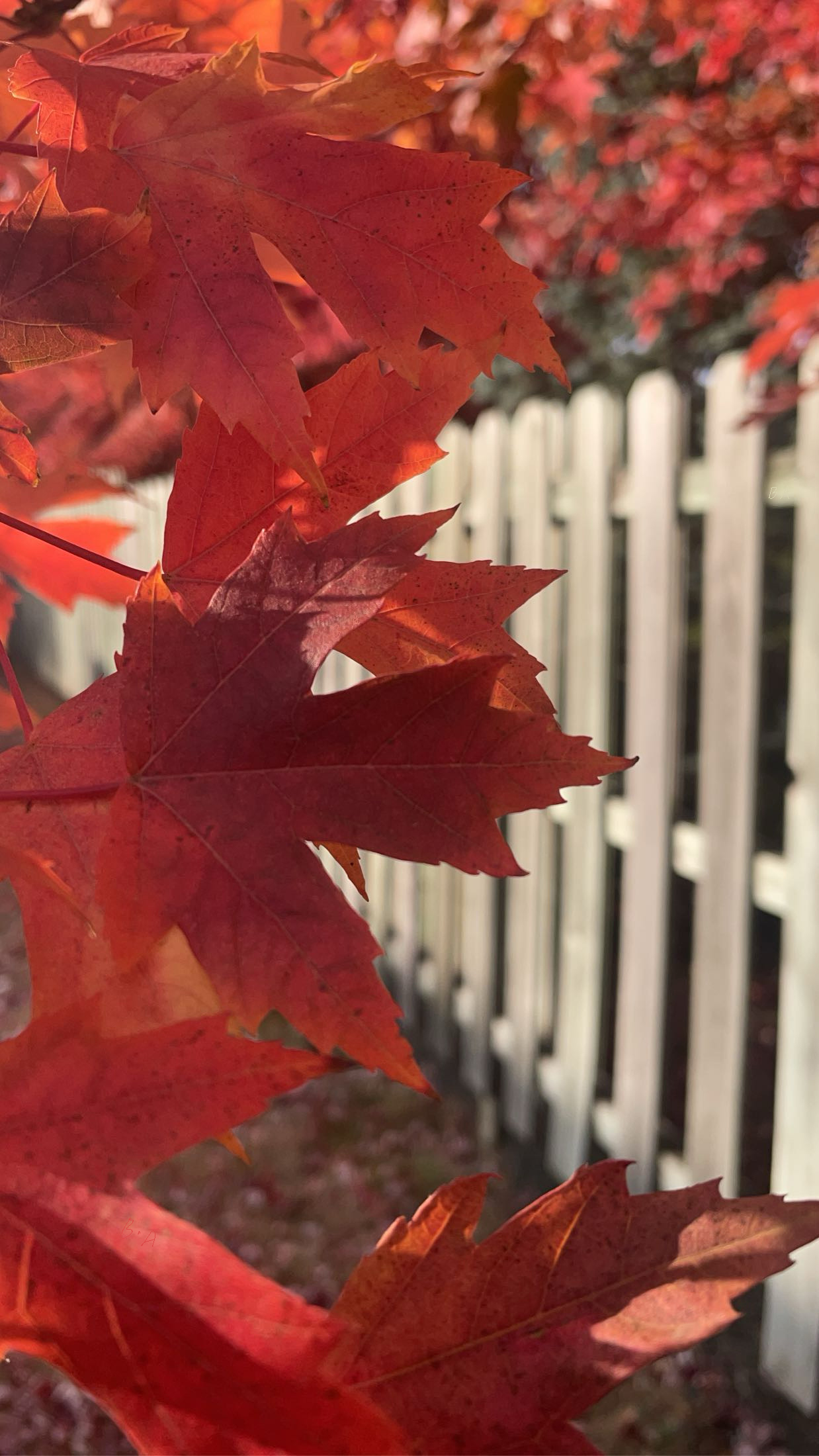Autumn Embers Foliage