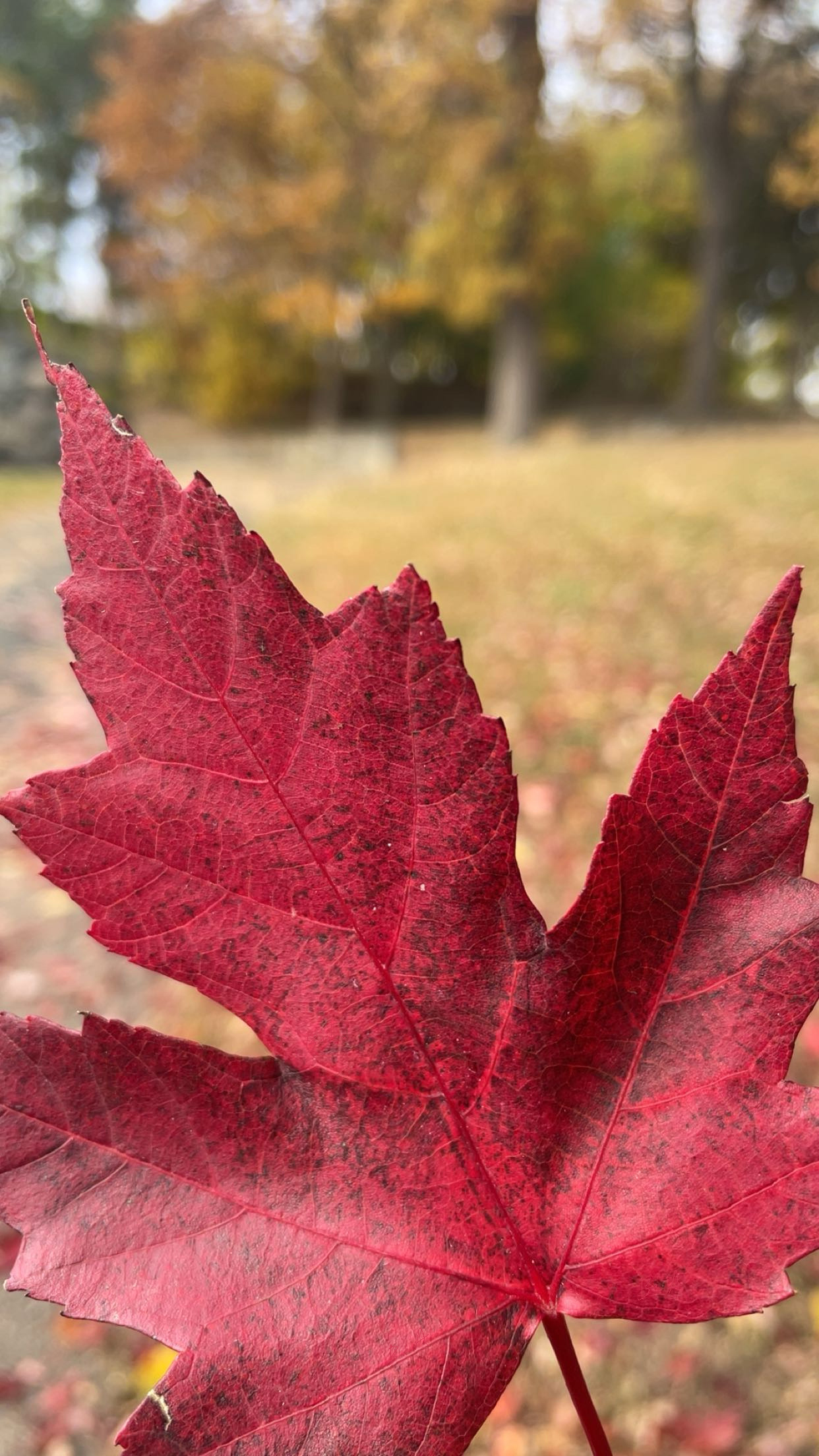 Crimson Veins Macro Autumn Leaf