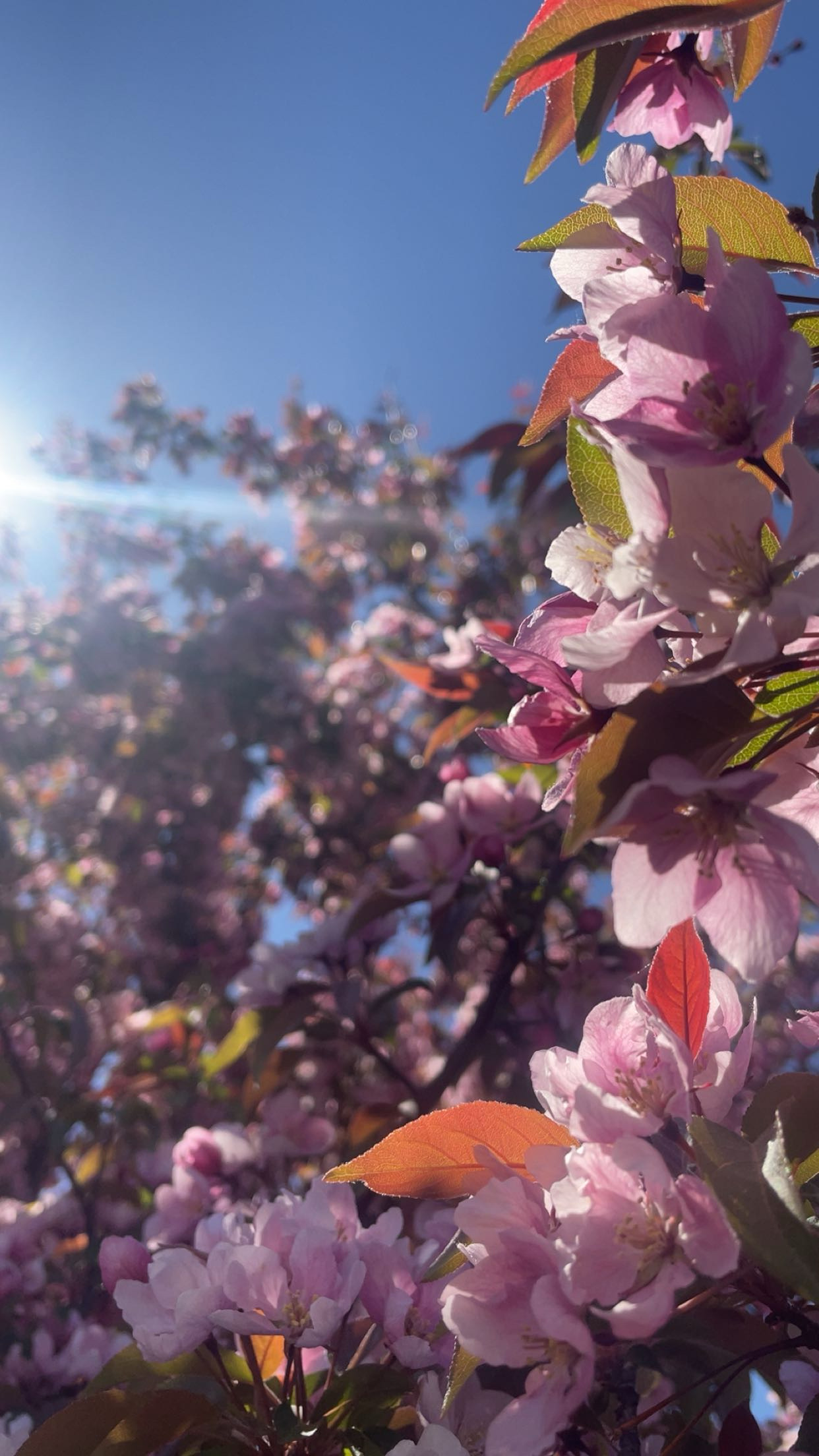 Solar Blossom Backlit Flora Photography